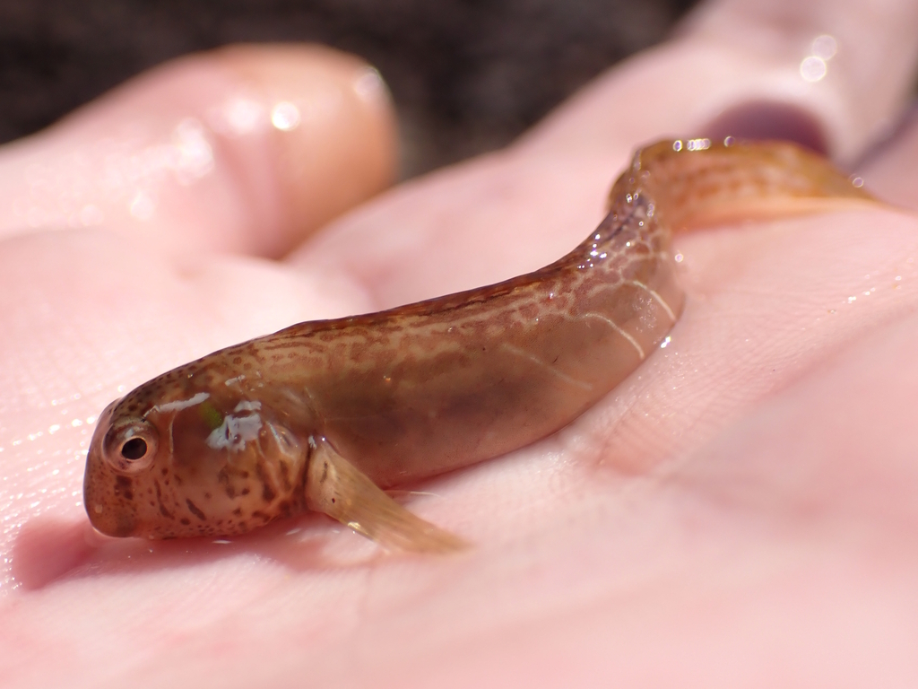 Rotund Blenny