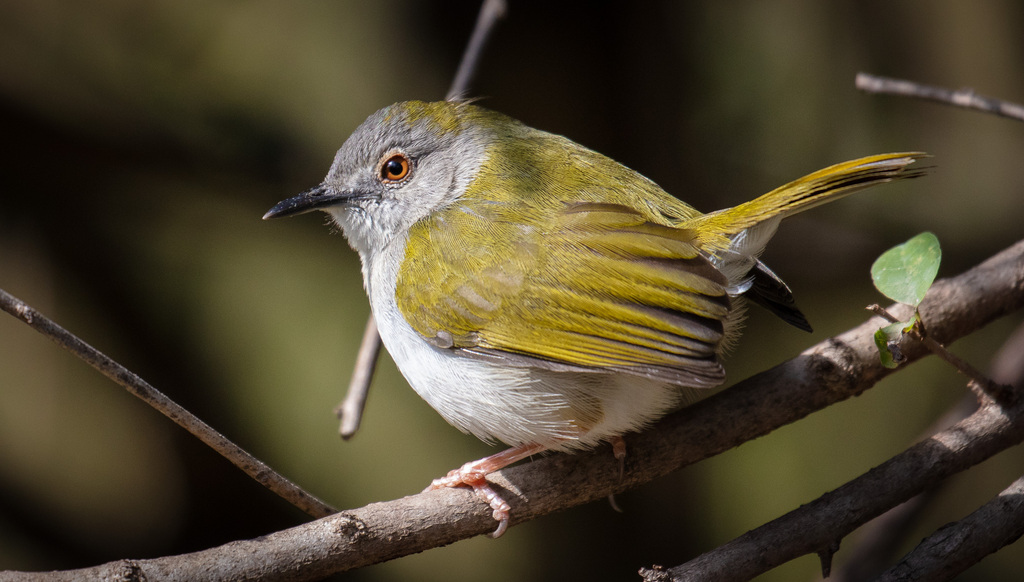 Green-backed Camaroptera
