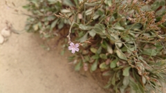 Limonium ramosissimum