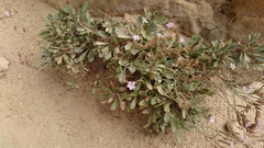 Limonium ramosissimum