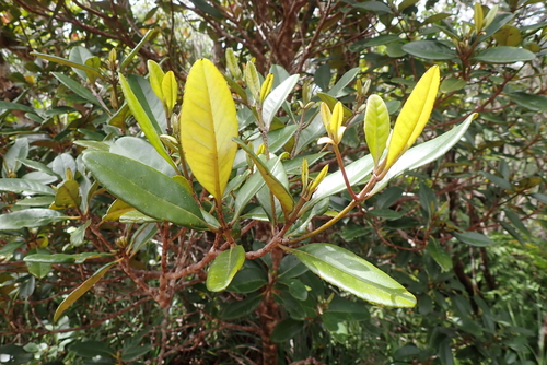 Cunonia balansae observed 2023-01-04