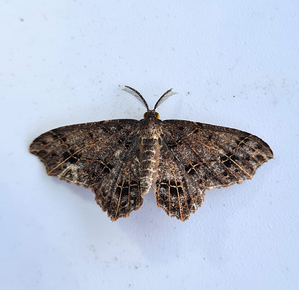 Carige rachiaria