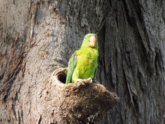 Tanygnathus lucionensis