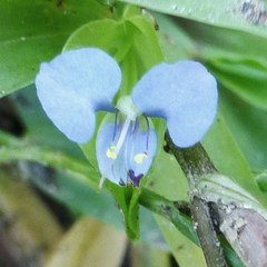 Commelina diffusa