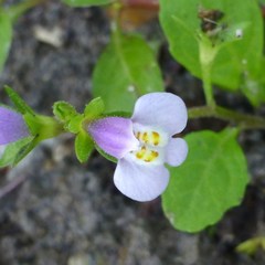 Mazus pumilus