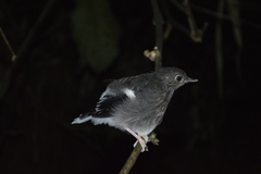 Enicurus schistaceus