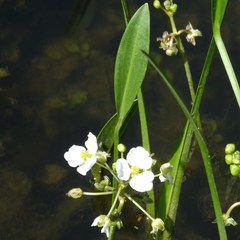 Sagittaria