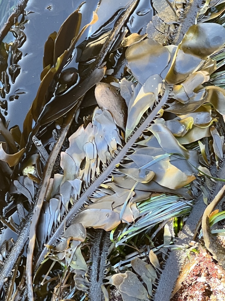 Feather Boa Kelp from Newport Beach Marine Life Refuge, Newport Beach