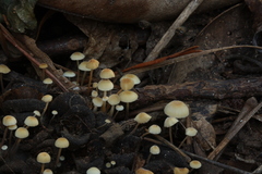 Strobilurus conigenoides