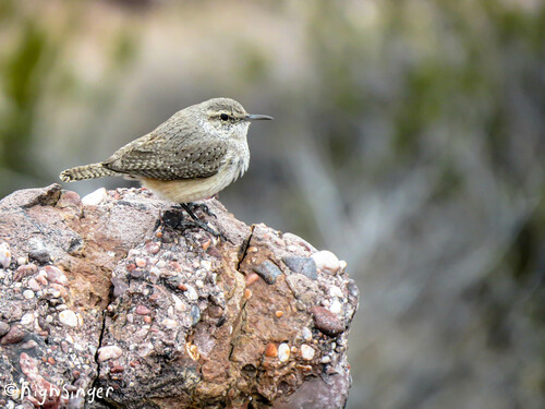 Rock Wren