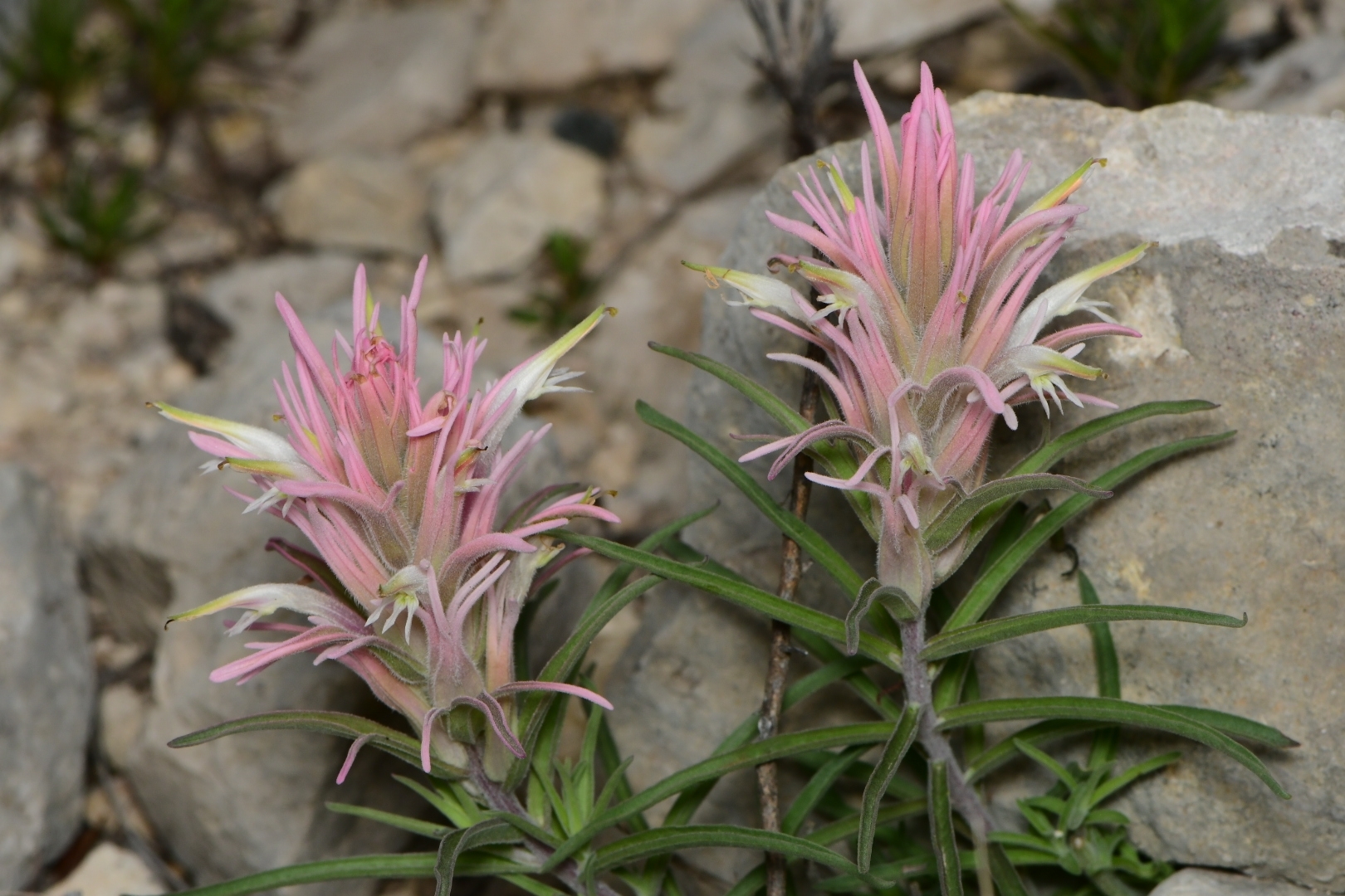 Castilleja sessiliflora