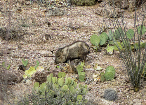 Collared Peccary