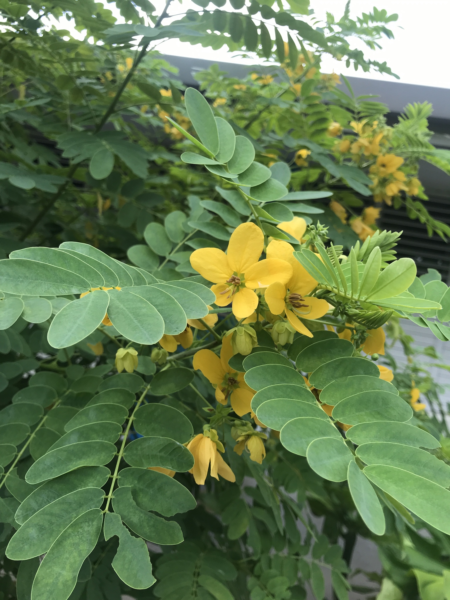 Senna surattensis