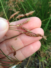 Fimbristylis spadicea