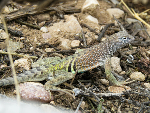 Greater Earless Lizard
