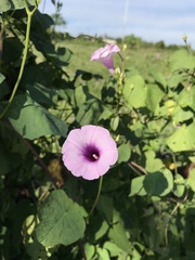 Ipomoea