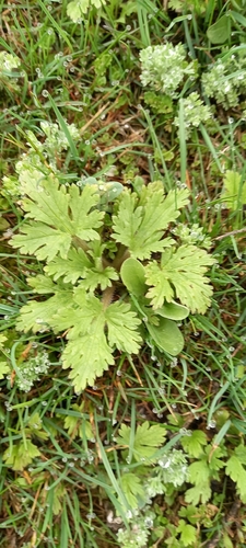 Ranunculus oxyspermus