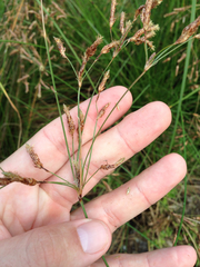 Fimbristylis spadicea