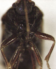 Tomocoris ornatus