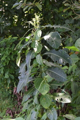 Psychotria grandis image