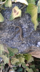 Podarcis muralis maculiventris