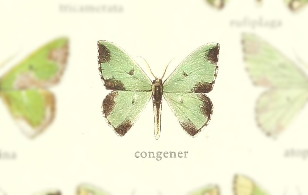 Oospila congener