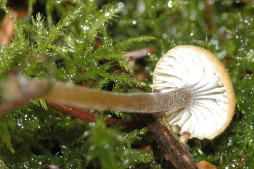 Collared Mosscap
