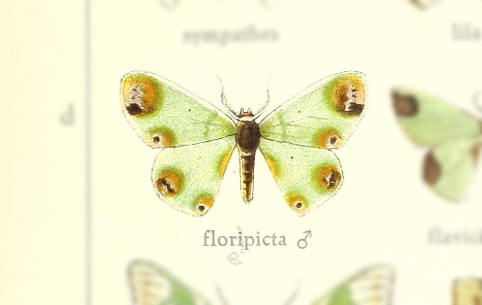 Oospila florepicta