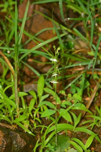 Image of Habenaria diphylla by no rights reserved