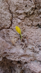 Sternbergia lutea greuteriana