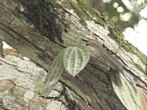 Hoya latifolia, photograph 3