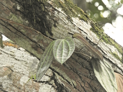 Hoya latifolia, photograph (c) Samuel Lee, some rights reserved (CC BY)