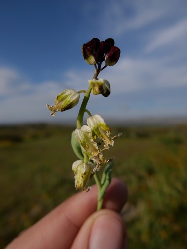 Image of Caulanthus californicus by (c) paulexcoff, some rights reserved (CC BY-SA)
