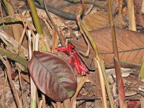 Great Spindle Ginger (Hornstedtia scyphifera)