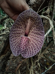 Aristolochia cordiflora image