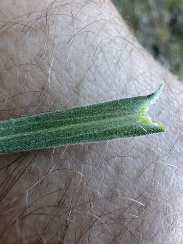 Image of Boechera arcuata by (c) Matt Berger, some rights reserved (CC BY)
