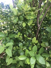 Citrus × microcarpa
