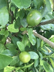 Citrus × microcarpa