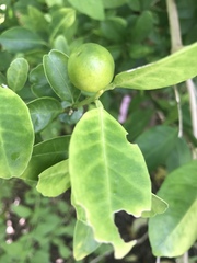 Citrus × microcarpa