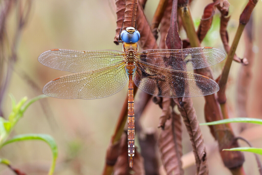 Rusty Darner