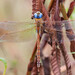 Rusty Darner - Photo (c) Ged Tranter, some rights reserved (CC BY-NC), uploaded by Ged Tranter