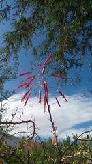 Fouquieria macdougalii