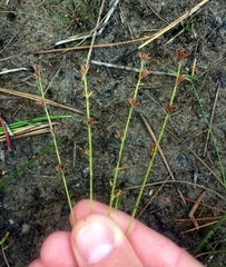Scleria verticillata