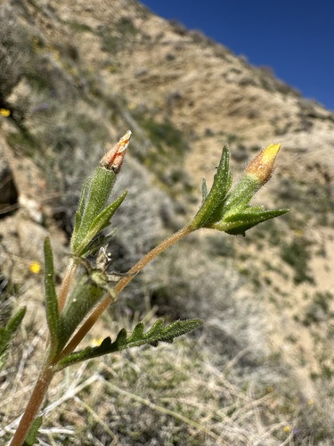 Image of Mentzelia veatchiana by (c) Matt Berger, some rights reserved (CC BY)