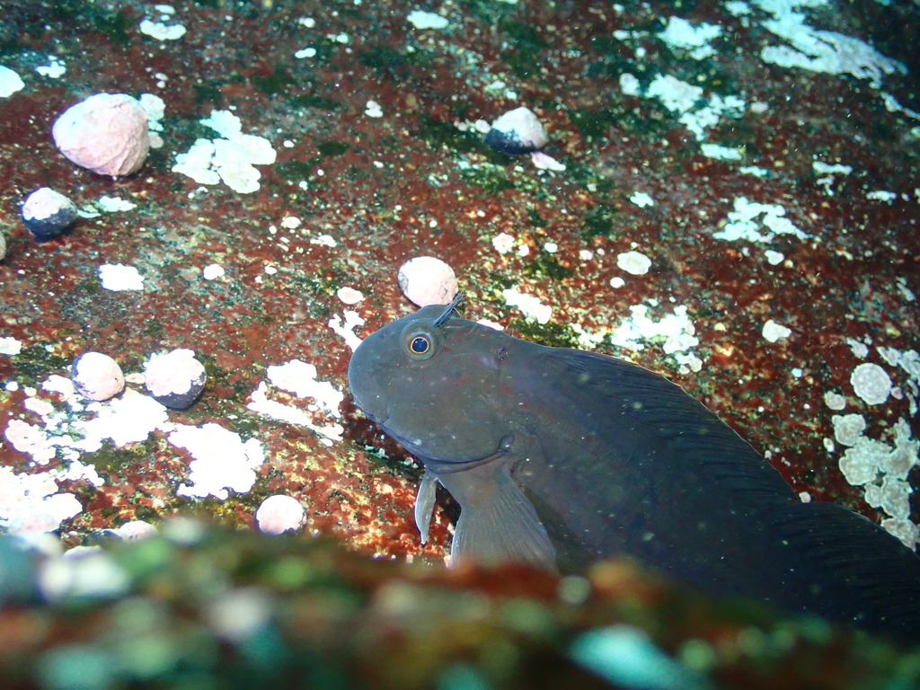 Giant Blennies