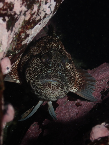 Spotted klipfish (Auchenionchus variolosus) — Labrisomidae — 5