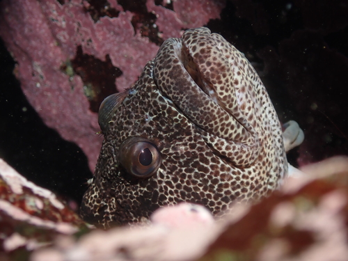 Spotted klipfish (Auchenionchus variolosus) — Labrisomidae — 4