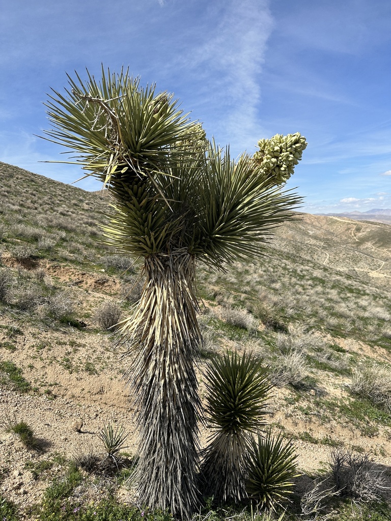 Joshua Tree from Kern County, CA, USA on March 17, 2023 at 01:54 PM by ...