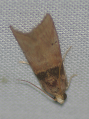 Tlascala reductella