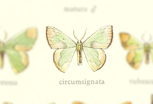 Oospila circumsignata